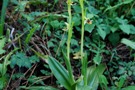 Ophrys bormuelleri